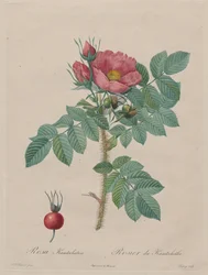 Kamtschatka Rose (Rosa Kamtschatica), from Redouté, Les Roses, Paris, 1817–1824